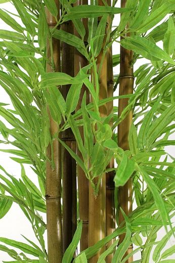 Manama Bamboo