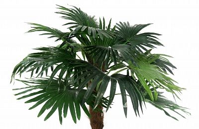 Palm Washingtonia Meknes available to order 1 piece