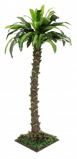 Dracaena Miami available 1 piece