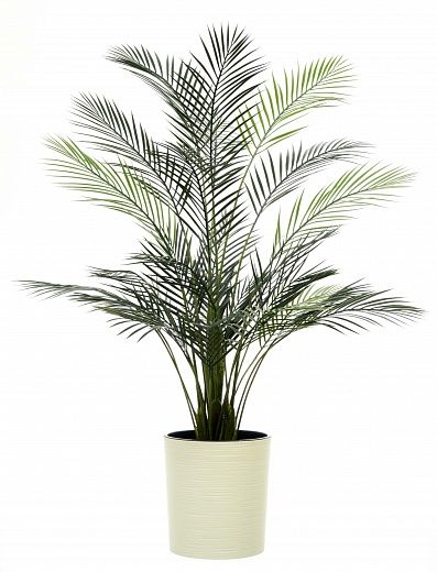 Date Palm Kariba 150 cachepot Dekollete Clasico 30 Eco