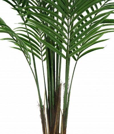 Date palm Carthage Cachepot Dekollete Cerso 46