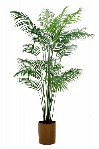 Date Palm Monastir 200 cachepot Dekollete Clasico 30 Eco