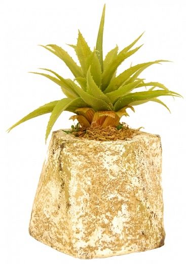 Agave Stone Kano