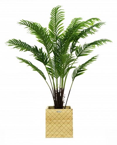 Date palm Bizerte cachepot Dekollete Gurido 30 available to order 1 piece