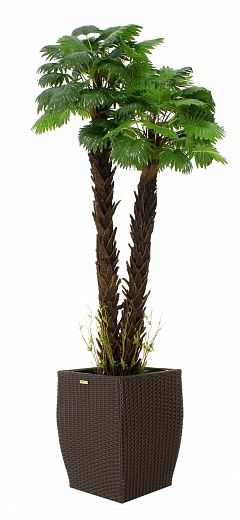 Palm Washingtonia malida cachepot Dekollete Rattan Cone 50