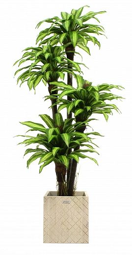 Dracaena Buscher Cachepot Dekollete Gurido 30 color