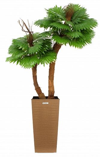 Palm Washingtonia Avassa cachepot Dekollete Cuno 46 Eco