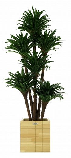 Dracaena david cachepot Dekollete Chess 30 color