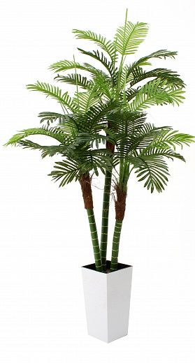 Date palm Aragon cachepot Dekollete Kuno 46