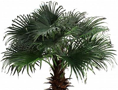 Washingtonia Koror