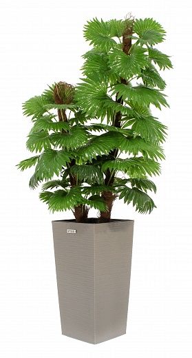 Palm Washingtonia Anaba cachepot Dekollete Cuno 46 Eco