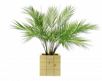 Palm Ayora Tres cachepot Dekollete Cess 20