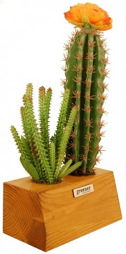 Cactus Seaham available to order 1 piece