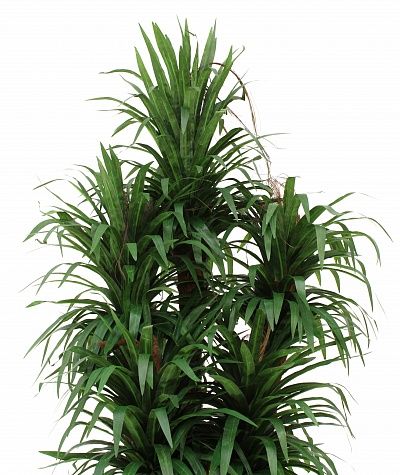 Dracaena Basu Cachepot Dekollete Rattan Cone 50