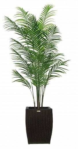 Date Palm Carthage Cafagen Cachepot Dekollete Rattan Cube 39