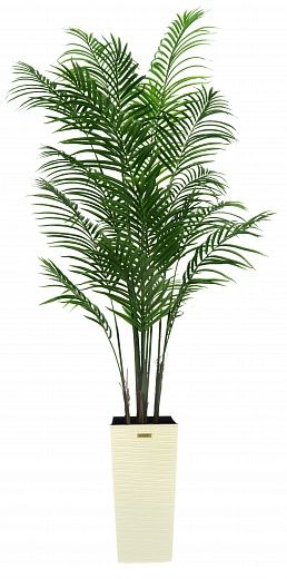 Date Palm Carthage Cachepot Dekollete Cuno 46