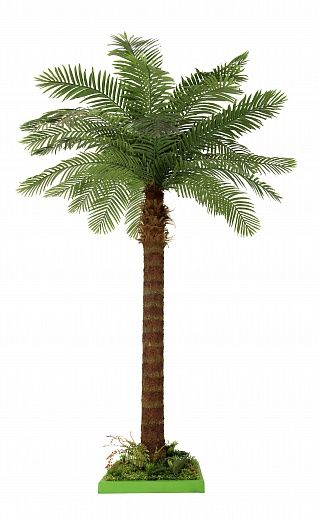 Date palm Gial