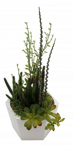 Succulent Salado Cachepot Set Dekollete 2 items