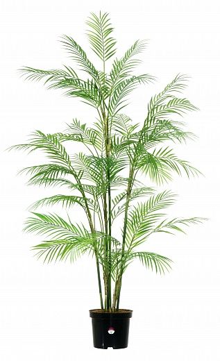 Elbay date palm 160