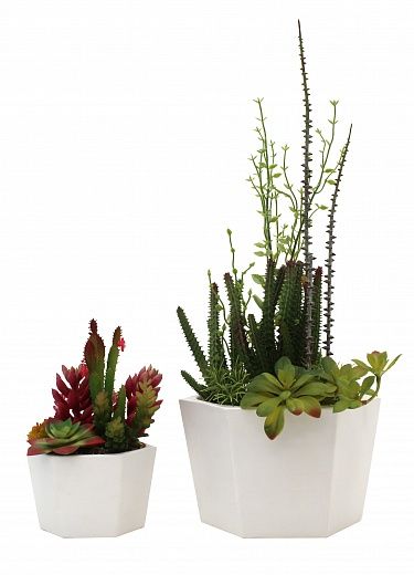 Succulent Salado Cachepot Set Dekollete 2 items