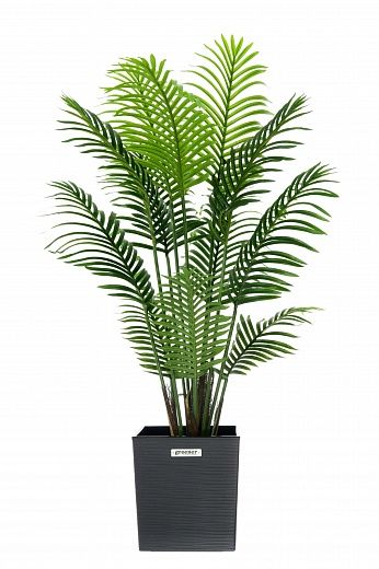 Madia date palm cachepot Dekollete Clasico 30