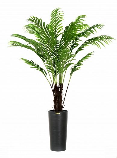 Date palm Bizerte cachepot Dekollete Serso 46 available to order 1 piece