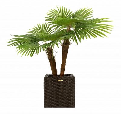 Washingtonia Karo planters Dekollete Rattan Cube 32