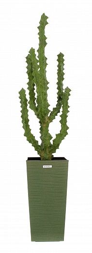 Cactus Ridge Cachepot Dekollete Kuno 46 Eco available to order 1 piece