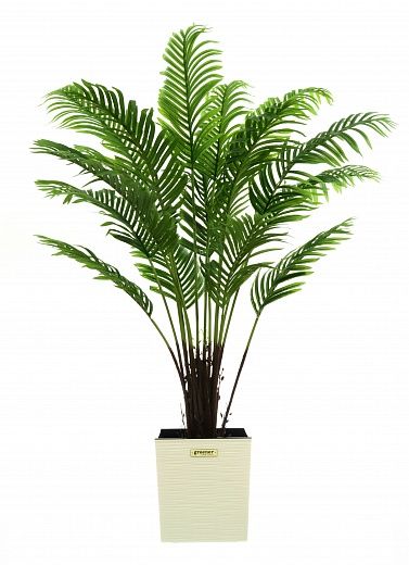 Date palm Bizerte cachepot Dekollete Clasico 30 available for order 1 piece