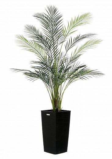 Date palm Kariba 150 cachepot Dekollete Cuno 46