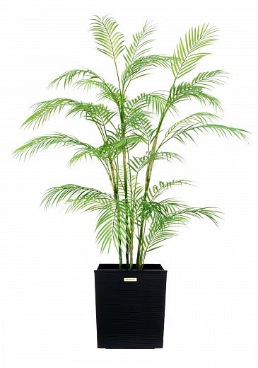 Elbay date palm cachepot Dekollete Clasico 30