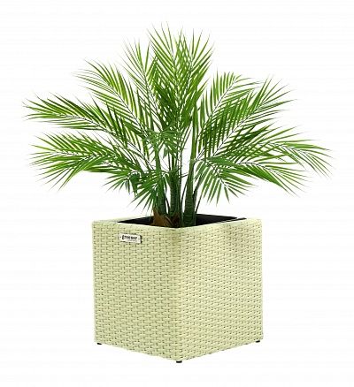 Palm Pichino Fitta Cachepot Dekollete Rattan Cube 32