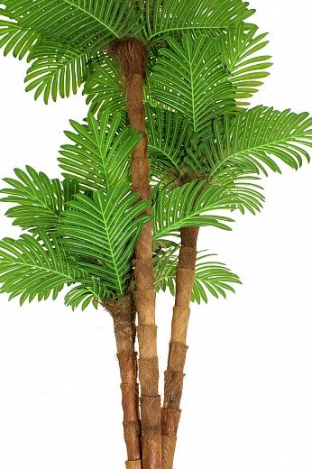 Date palm Avalon cachepot Dekollete Stream 27