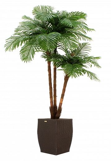 Date palm Tuli XL cachepot Dekollete Rattan Cube 39