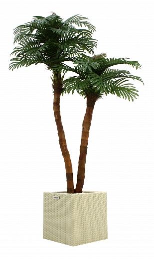 Date palm Amara cachepot Dekollete Rattan Cone 50