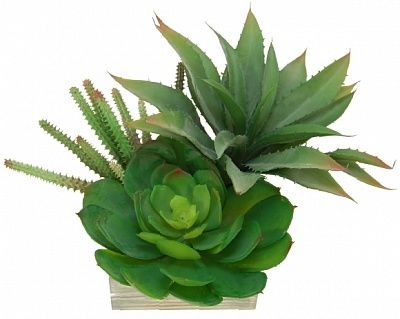 Succulent composition Roni cachepot Dekollete