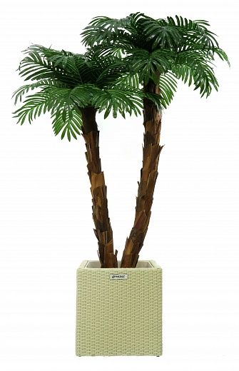 Palm Linara cachepot Dekollete Rattan Cube 32