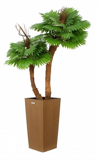 Palm Washingtonia Avassa cachepot Dekollete Cuno 46 Eco