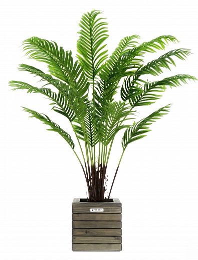 Date palm Bizerte cachepot Dekollete Roca Cube 30 available to order 1 piece