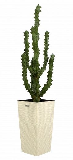 Cactus Ridge Cachepot Dekollete Kuno 46 available to order 1 piece