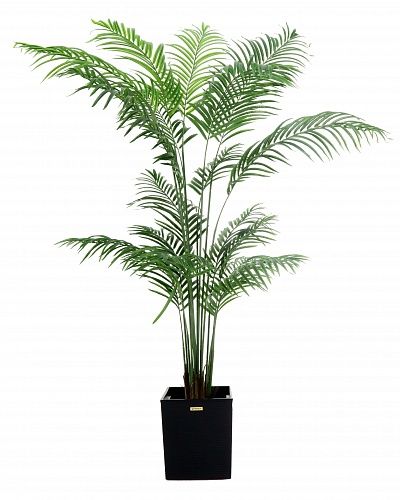 Date Palm Monastir 240 cachepot Dekollete Clasico 30