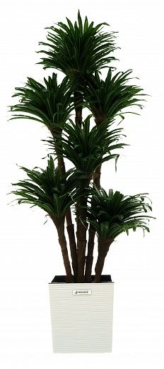 Dracaena david cachepot Dekollete Clasico 30