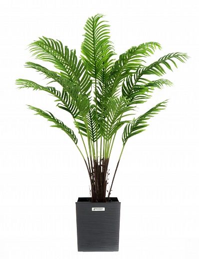 Date palm Bizerte cachepot Dekollete Clasico 30 available for order 1 piece