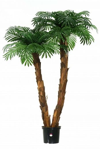 Palm Linara