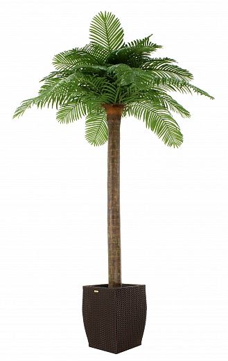 Date Palm Eskel Cachepot Dekollete Rattan Cone 50