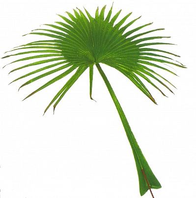 Valko Island fan palm