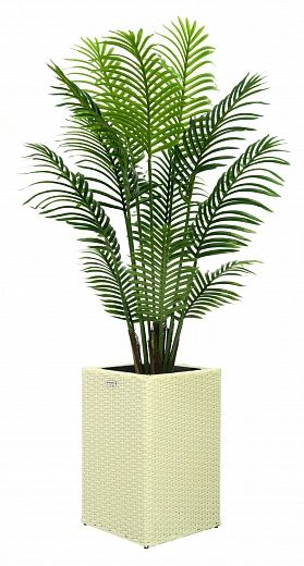 Madia date palm cachepot Dekollete Rattan Cube 50