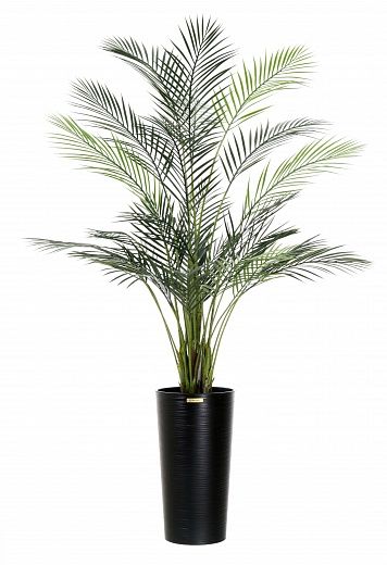 Date palm Kariba 150 cachepot Dekollete Serso 46