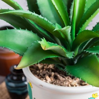 Agave Ford Cachepot Dekollete Cactus Club