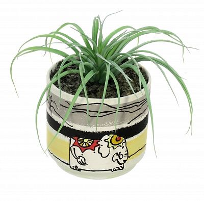 Composition Tillandsia Morelia available to order 1 piece